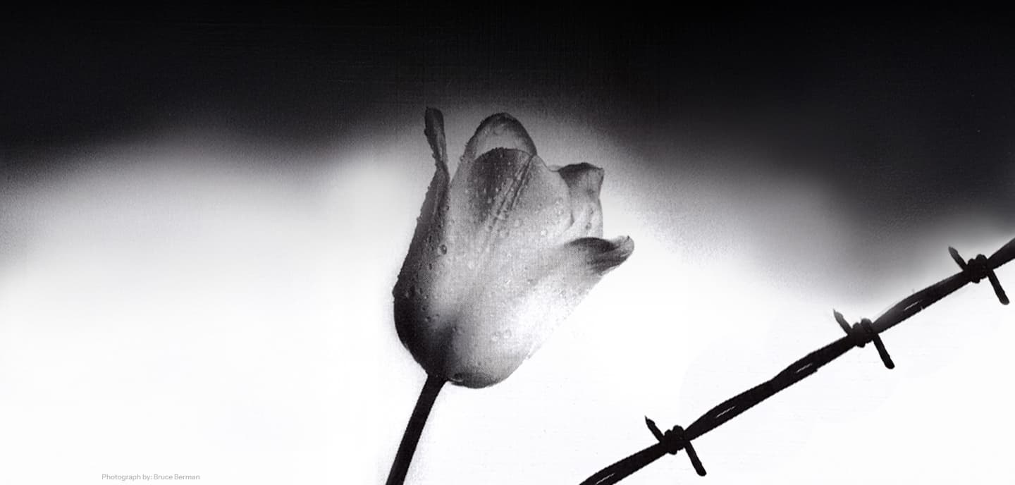 White Rose image by Bruce Berman